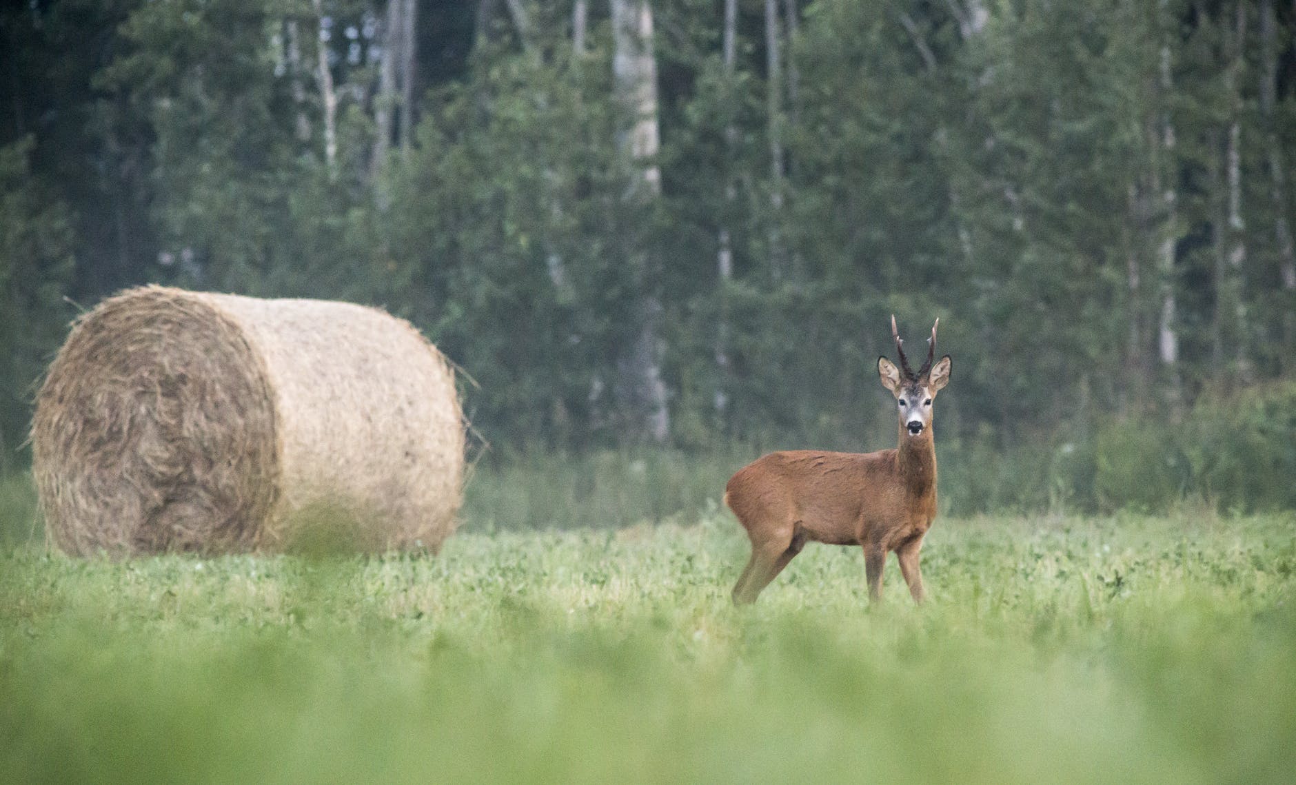 brown deer on green grass field